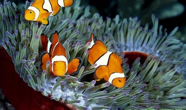 小丑鱼的常见疾病及治疗方法