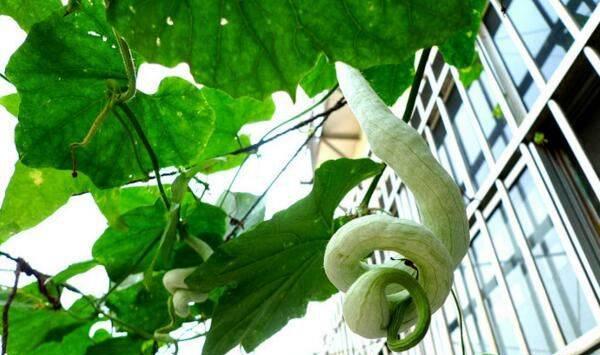 蛇瓜种植管理方法要点