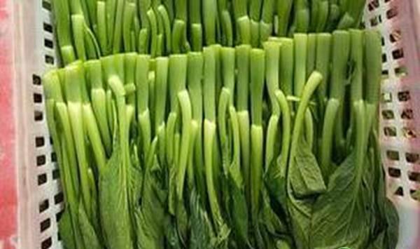 菜心种植时间和栽培要点