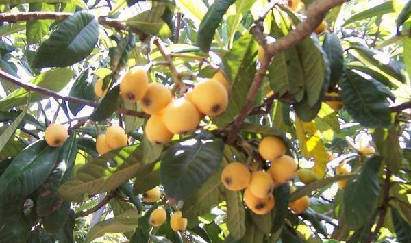 夏天为什么要给枇杷树修剪？枇杷树夏剪方法介绍