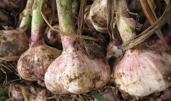 家里种大蒜用哪种肥料最好？怎样施肥？