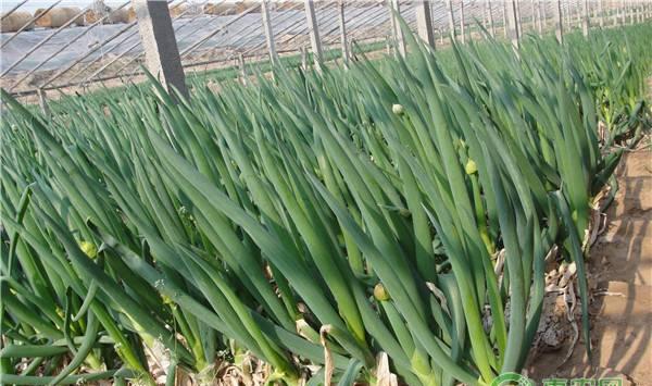 农村种的这两种蔬菜能治疗多种猪病，省下不少钱！养猪户看过来！