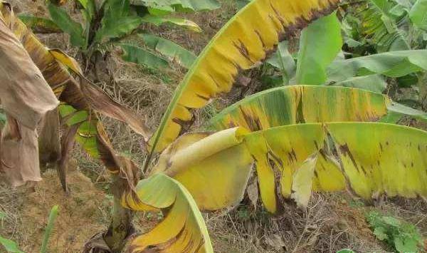 香蕉断蕾的时间及断蕾后的管理要点