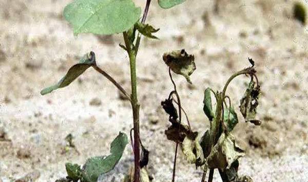 棉花水肥管理后出现死苗的原因