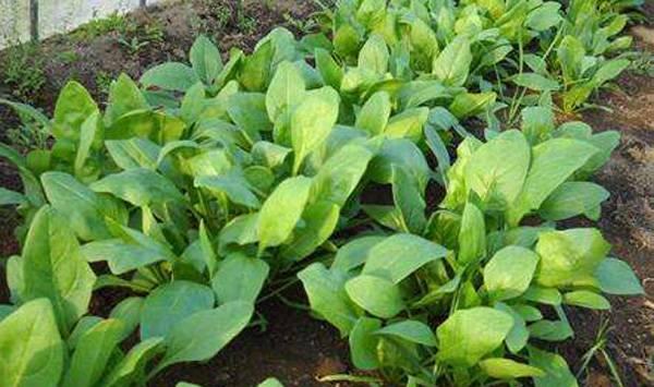 菠菜夏季高产栽培技术要点