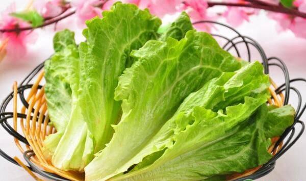 生菜高产种植管理方法