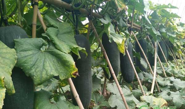 冬瓜有哪些种植类型？盆栽冬瓜的种植方法！