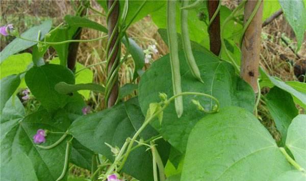 5月蔬菜管理要点