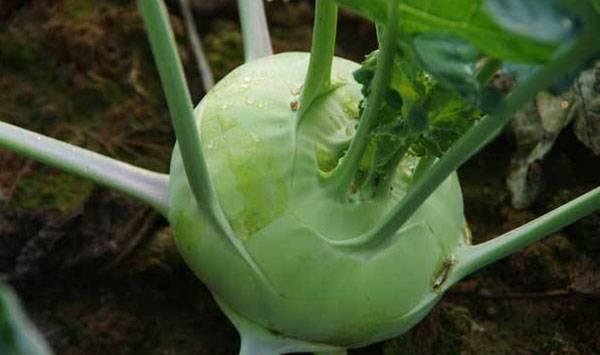 苤蓝种植管理
