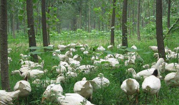 养鹅一般喂哪些饲料？通常是这五大类饲料！