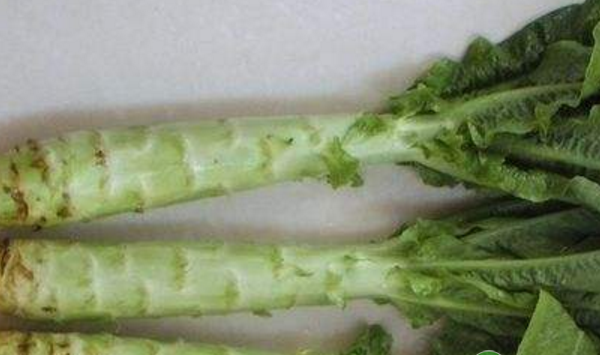 莴苣常见栽培品种有哪些？莴苣种植日常管理