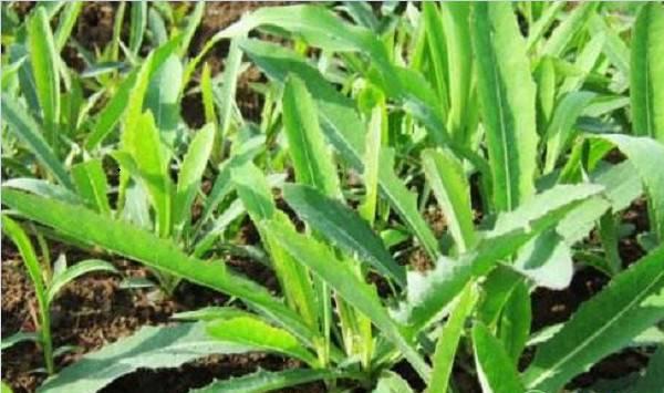 曲麻菜的种植技术要点