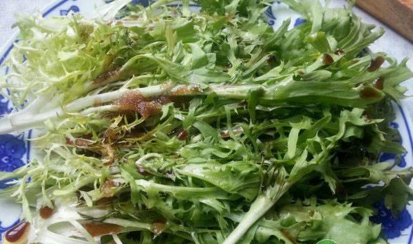 苦菊种植要点和注意事项
