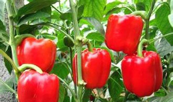 甜椒的种植技术及管理要点