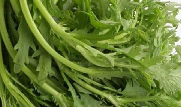 茼蒿丰产栽培管理技术要点
