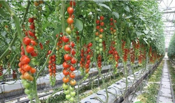 番茄夏季栽培技术要点