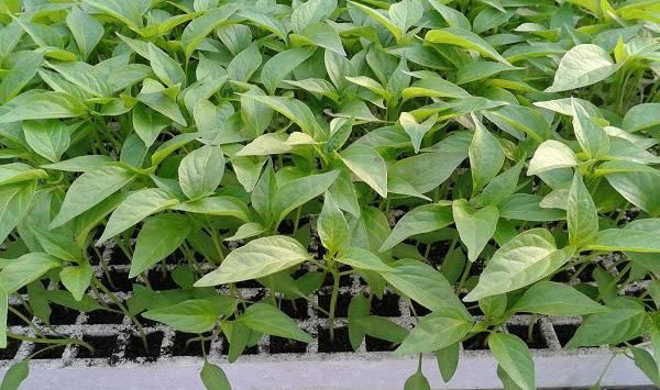 秋大白菜穴盘育苗栽培技术要点