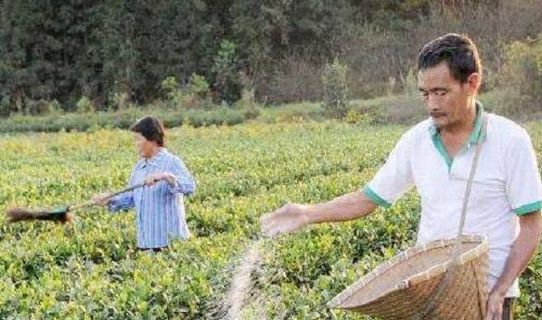 夏季茶树施肥要点