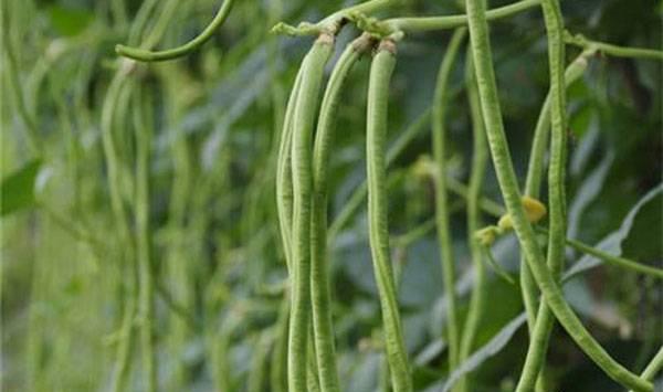 豆角和种蔬菜