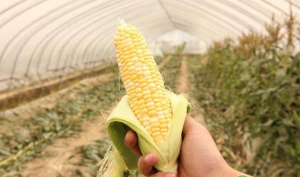 水果玉米的高产种植技术及管理要点