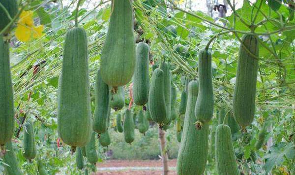 夏季丝瓜丰产栽培管理要点
