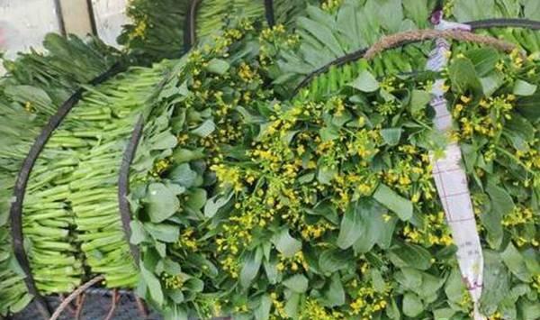 菜心种植时间和栽培要点