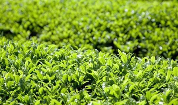 茶叶高效种植管理技术要点