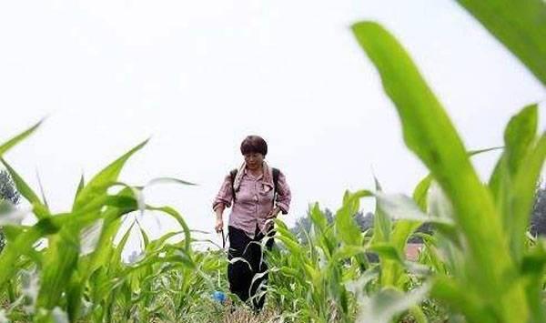 玉米除草剂使用事项