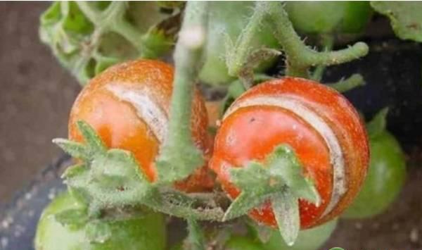 番茄种植过程中的常见问题及防治措施