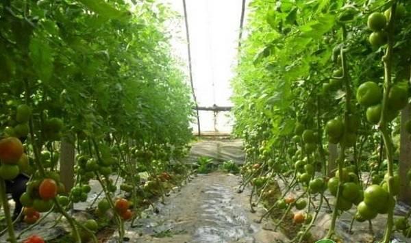 大棚番茄在不同生长阶段的施肥要点