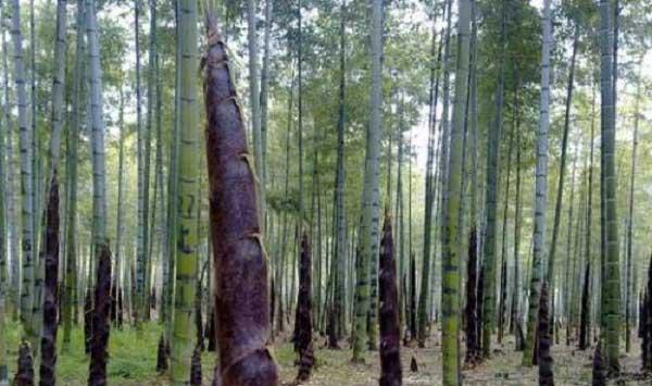 竹笋种植新技术内容