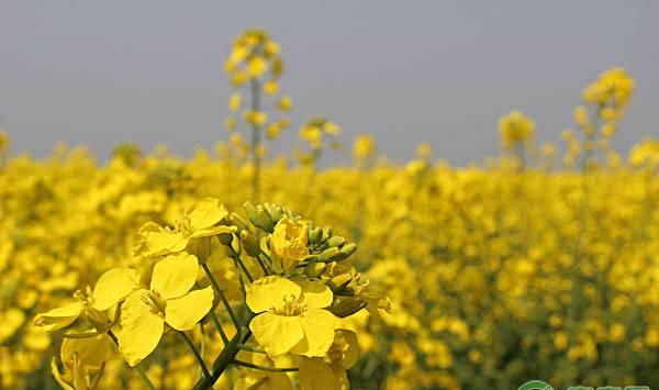 油菜缺硼的症状、判断方法及预防措施