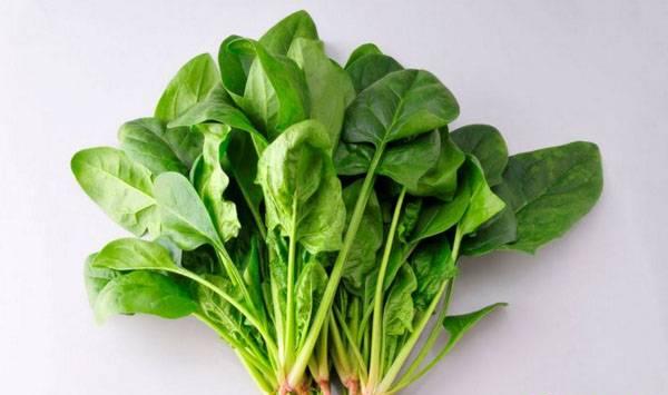 关于菠菜提升产量的种植技术和施肥技巧