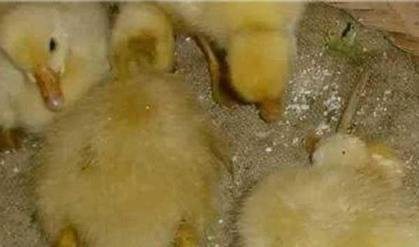 雏鹅高效饲养管理技术要点