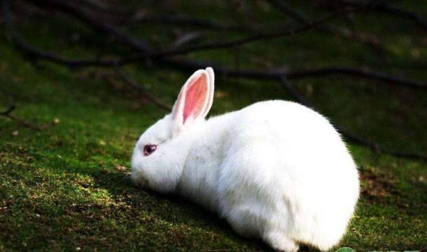 想要养殖肉兔的新手，选这四个优良品种比较好！