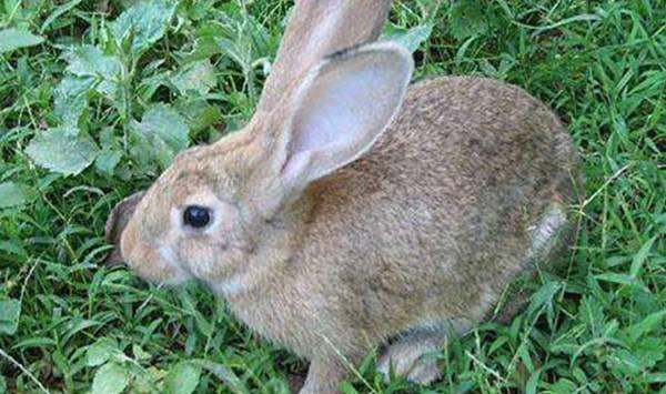 想要养殖肉兔的新手，选这四个优良品种比较好！
