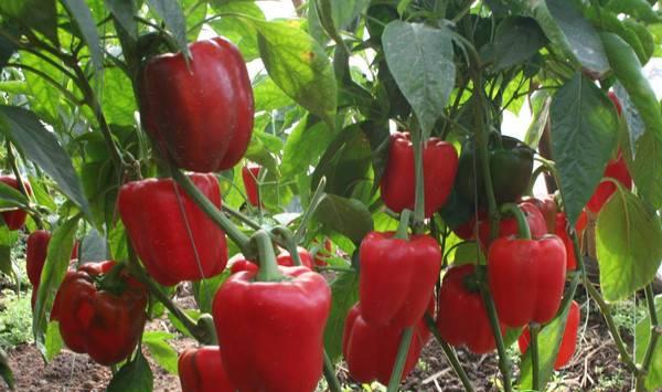 甜椒的种植技术及管理要点