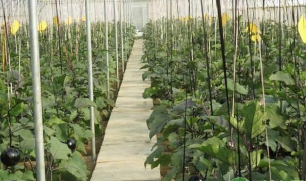 露地茄子夏季灌溉技巧及注意事项