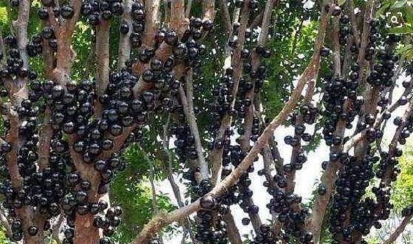 嘉宝果的生长习性和种植方法