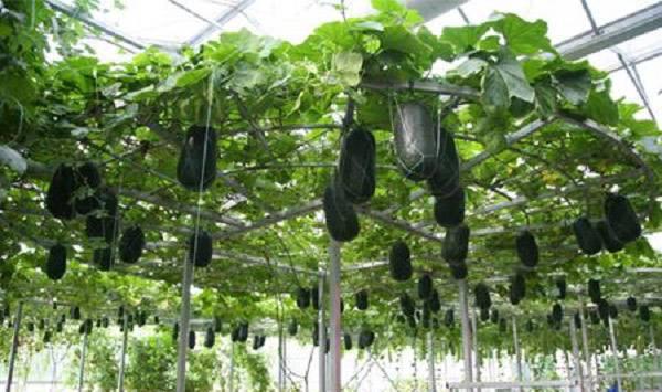 冬瓜定植后管理方法