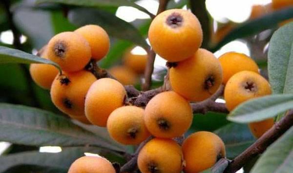 夏天为什么要给枇杷树修剪？枇杷树夏剪方法介绍