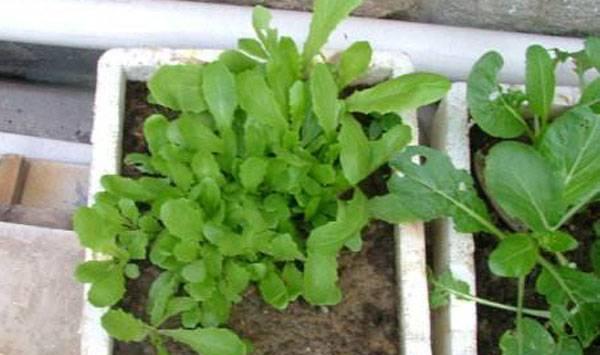油麦菜阳台种植方法