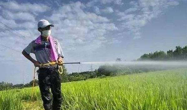 水稻除草剂杀虫剂