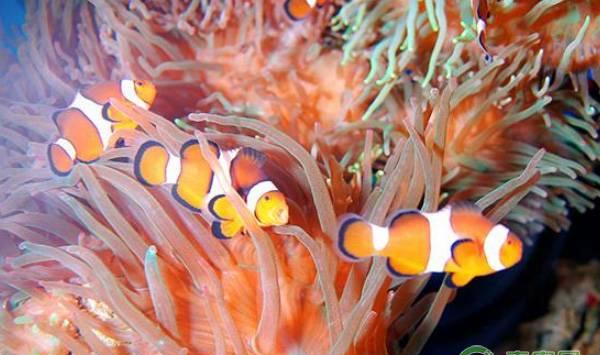 小丑鱼的常见疾病及治疗方法