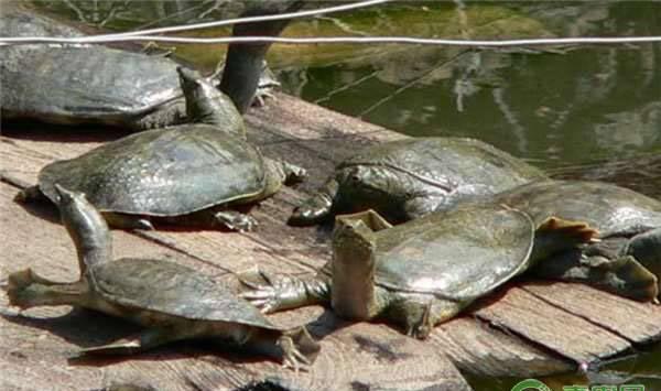 甲鱼的养殖条件及饲养管理