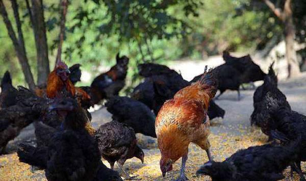 夏天养鸡困难重重？有了这些技巧不用担心！