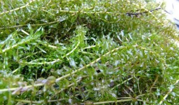 水草对小龙虾养殖到底会产生哪些影响？看完这六点你就知道了