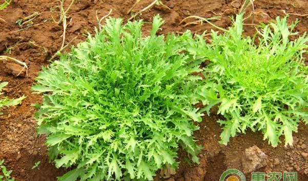 北方地区苦苣菜设施高产栽培技术