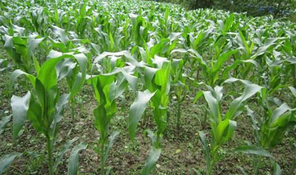 玉米控旺时间
