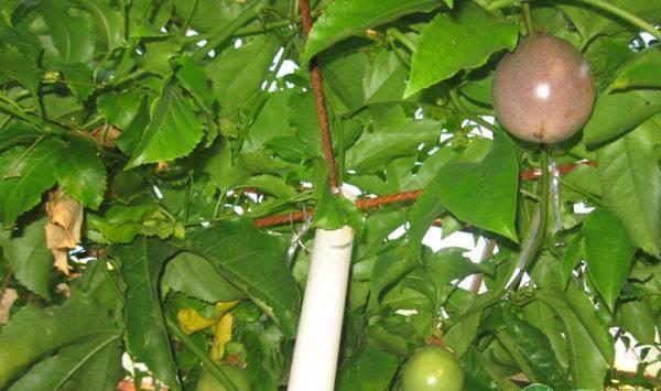 百香果嫁接最好是什么时候？百香果嫁接具体步骤介绍